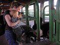 farm cow kiss
